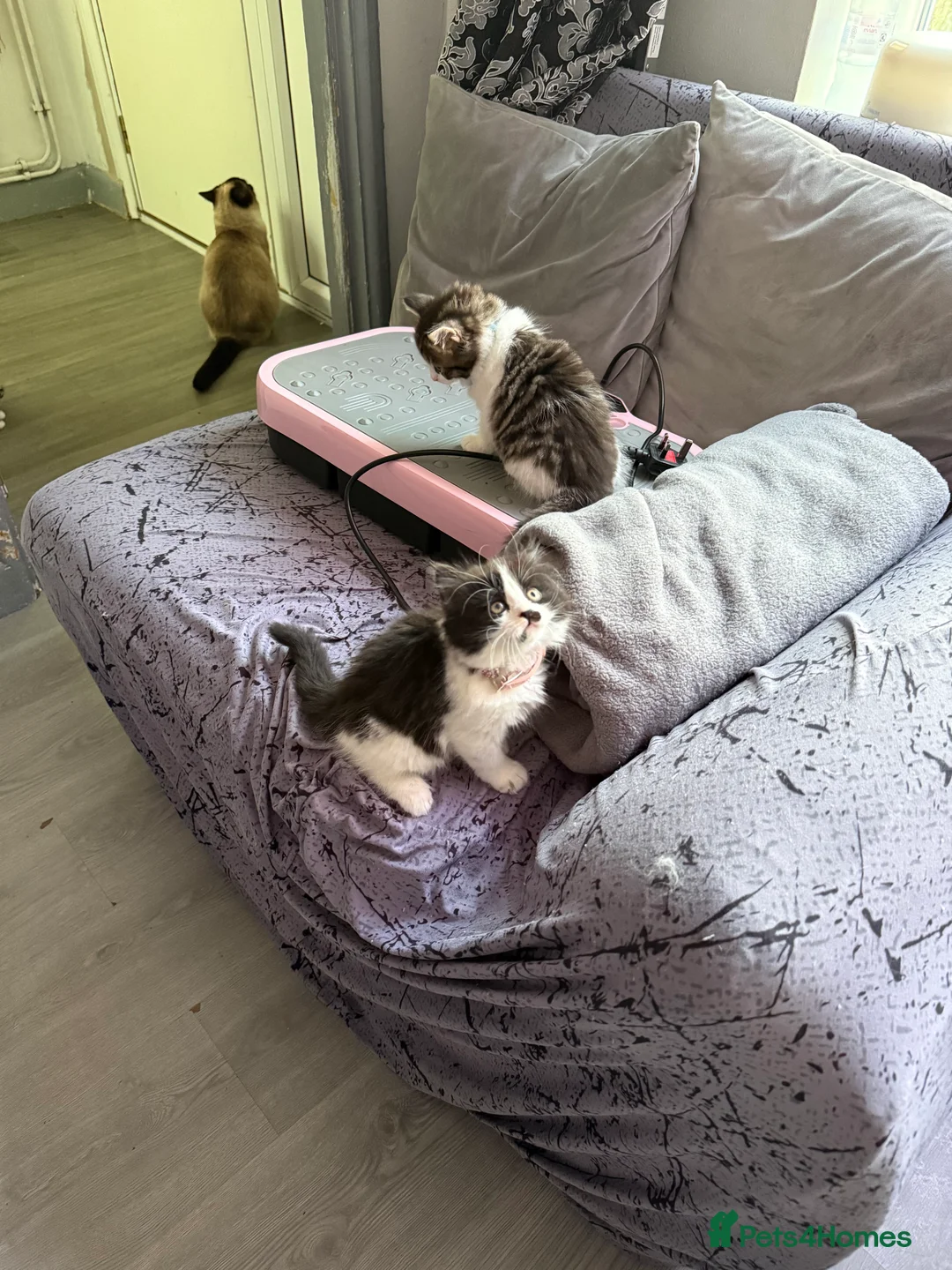 Ragcoon cats for sale: RAGCOONS  - Advert 11