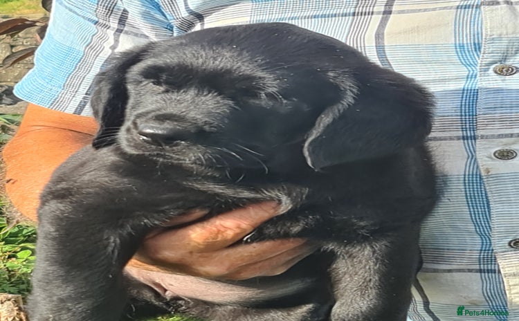 Labrador Retriever dogs - Advert 8