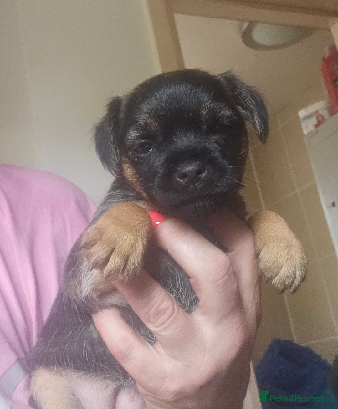 Border Terrier dogs for sale: The best border terriers - Image 11