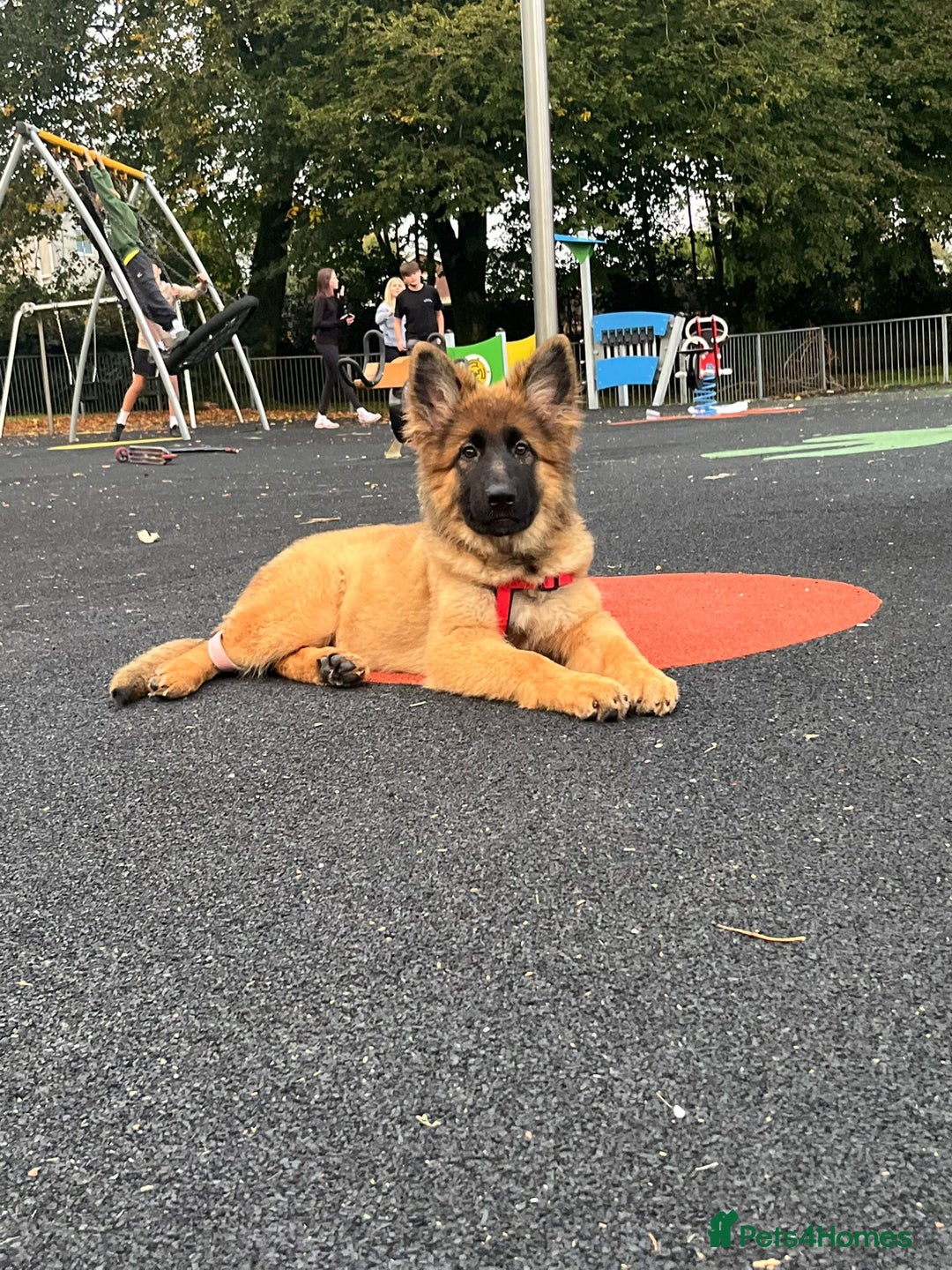 German Shepherd dogs for stud: Stunning German Shepherd stud only - Advert 13