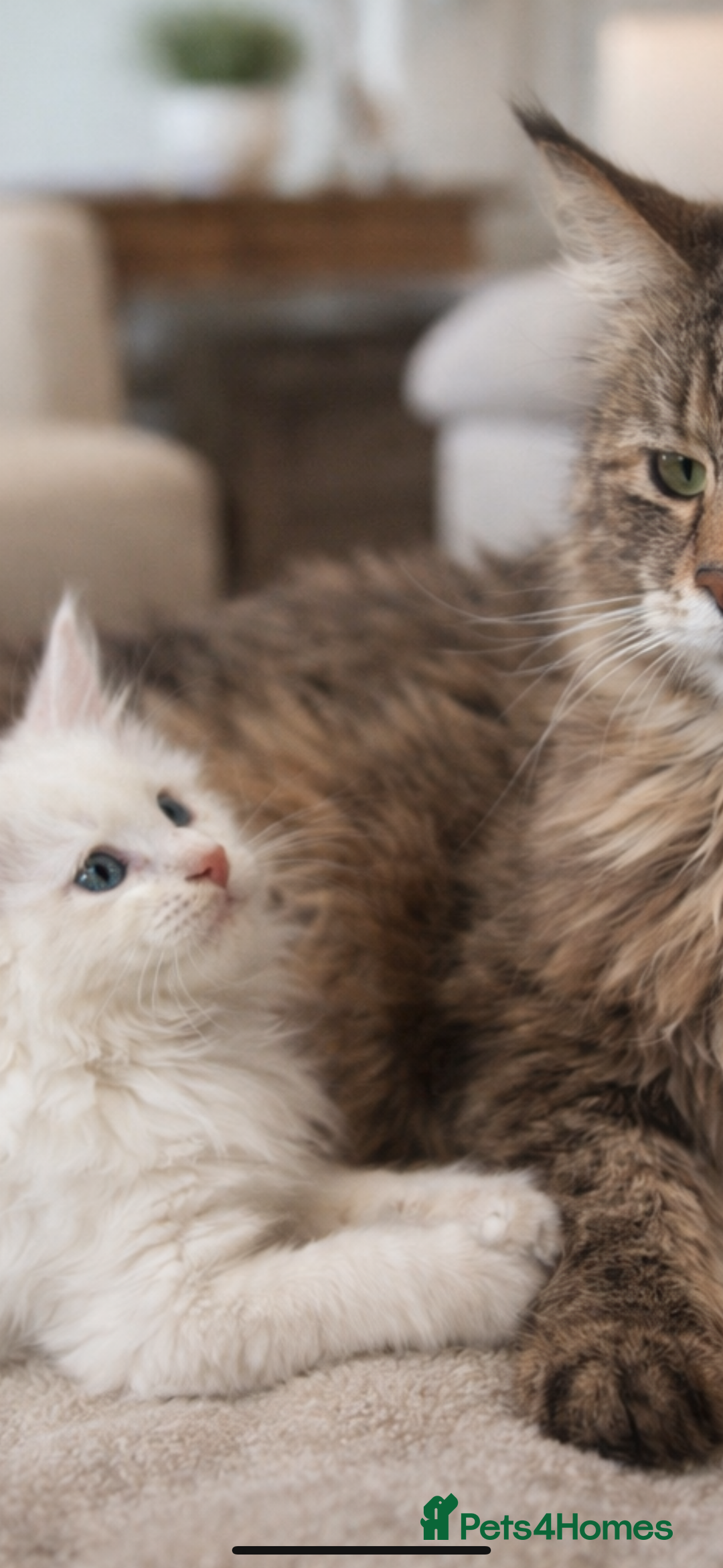 Maine Coon cats for sale: MAINE COON POLYDACTYL KITTENS 🩷 - Advert 5