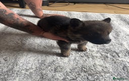 German Shepherd dogs for sale: 3 German shepherd puppies - Image 3