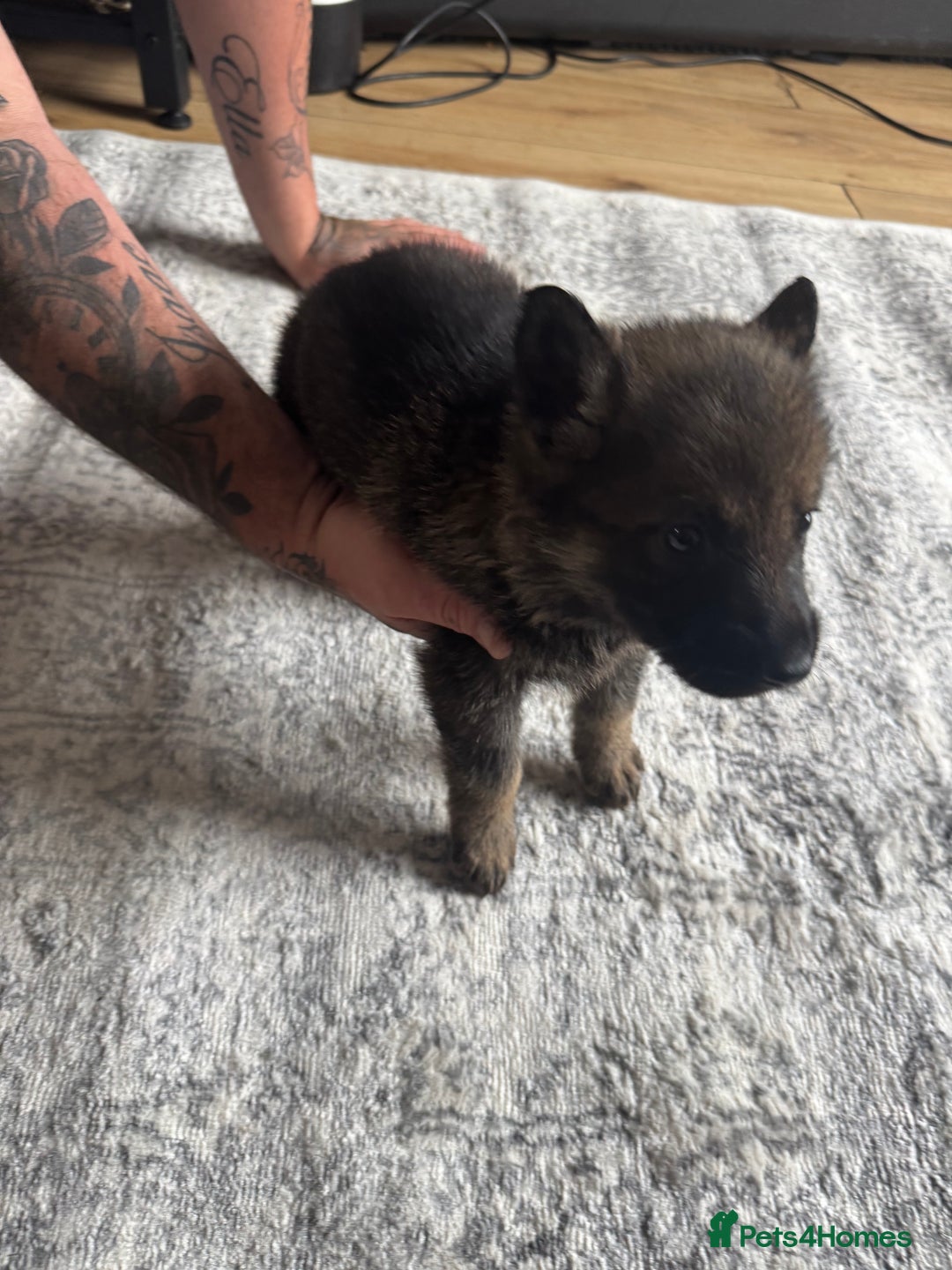 German Shepherd dogs for sale: 3 German shepherd puppies - Image 3