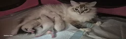 Ragdoll cats for sale: Outstanding TICA reg Ragdoll Male Deep Blue Eyes. - Advert 18