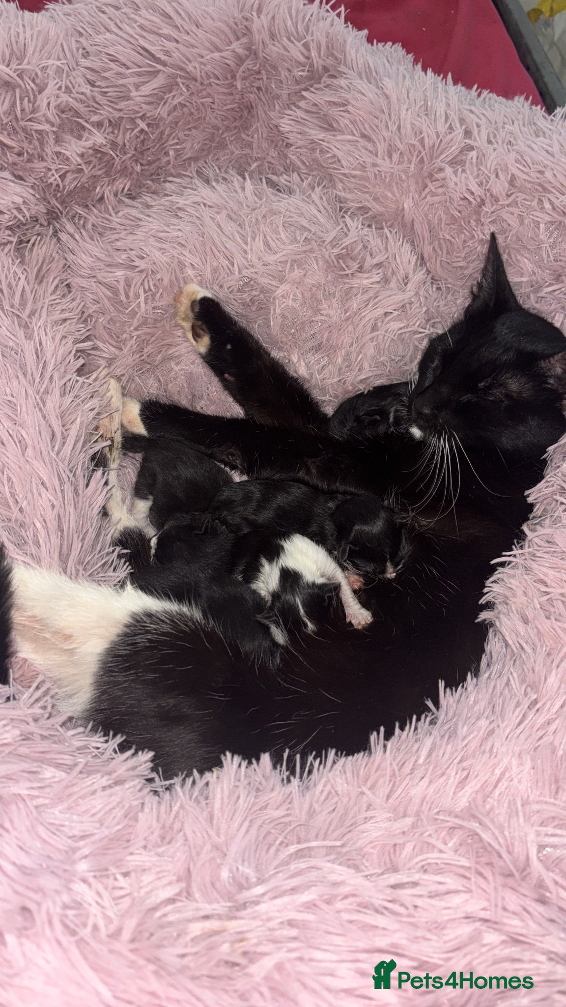 Mixed Breed cats 3 beautiful kittens ready to leave now ❤️ - Advert 4