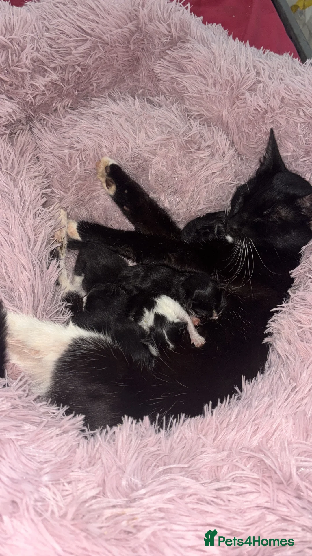 Mixed Breed cats for sale: 3 beautiful kittens ready to leave now ❤️ in Dunstable - Advert 1