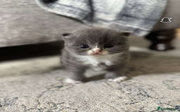 Persian cats for sale: Persian/Ragdoll kittens for sale both male  - Image 2
