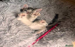 Toyger cats for sale: Adorable kitten  - Image 8