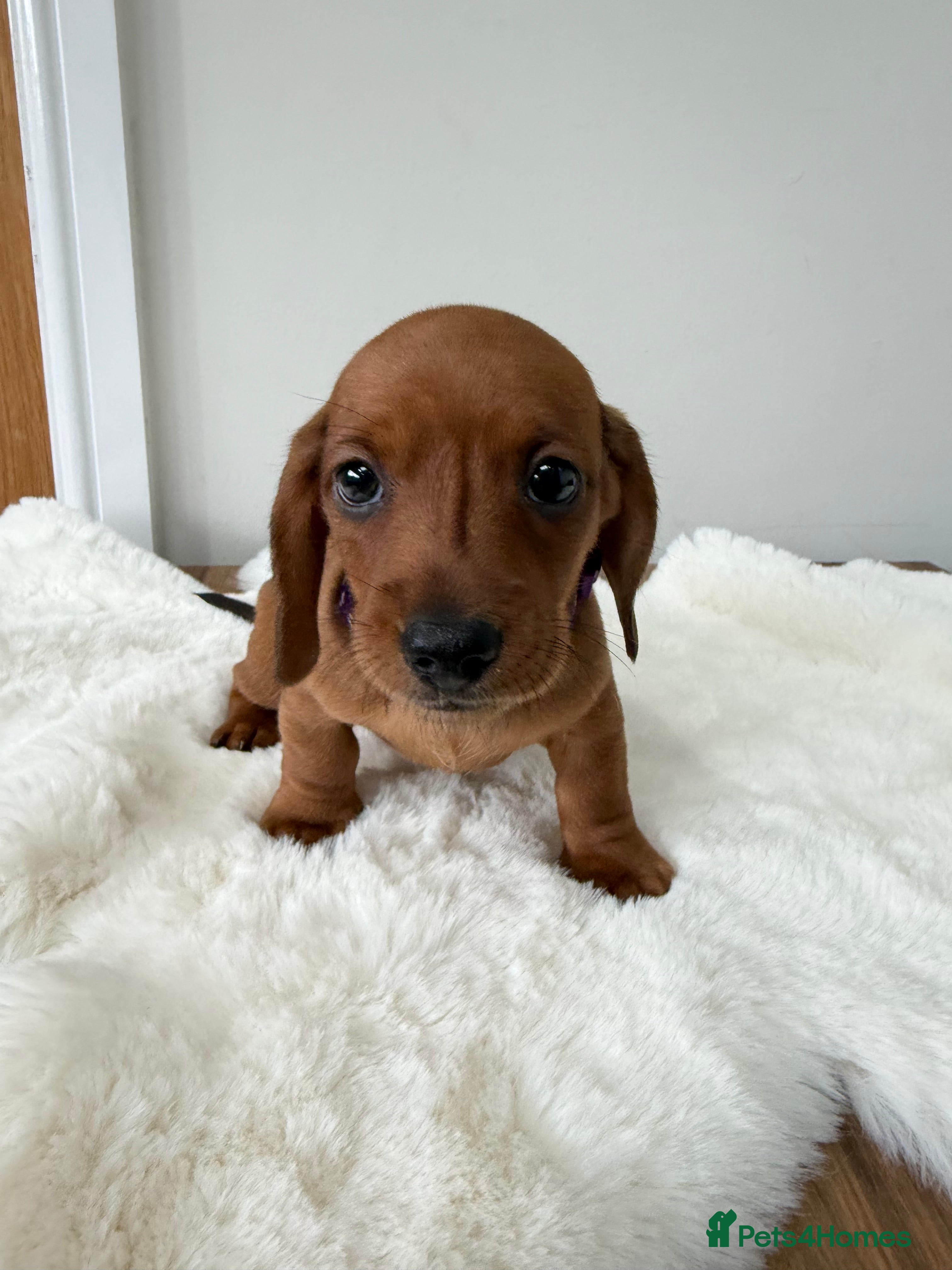 Dachshund dogs dachshund puppies For sale *1 BOY LEFT purplecol*  - Advert 2