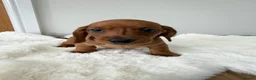 Dachshund dogs for sale: dachshund puppies For sale *1 BOY LEFT purplecol*  - Advert 2