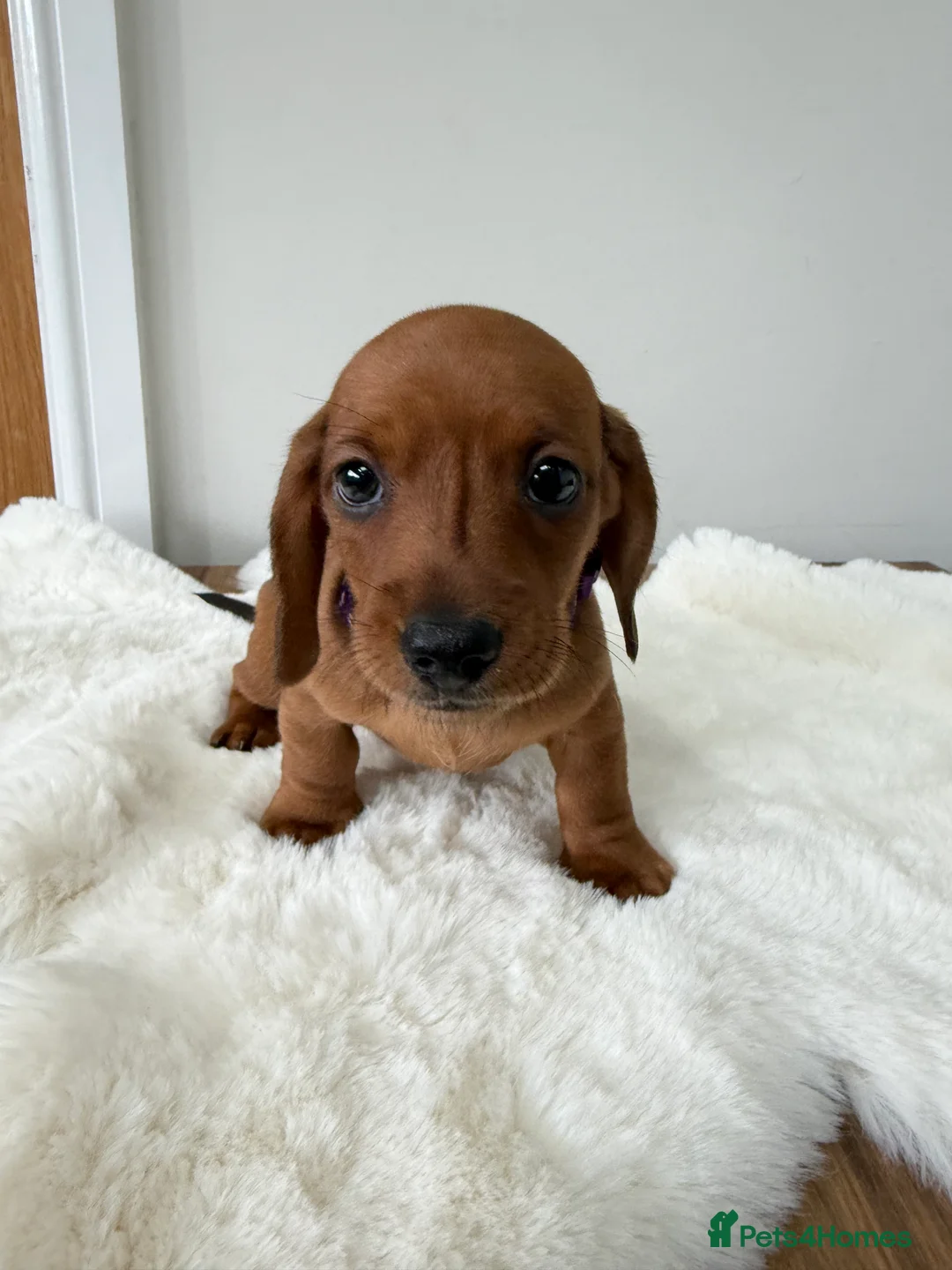 Dachshund dogs for sale: dachshund puppies For sale *1 BOY LEFT purplecol*  - Advert 2