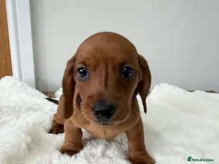 Dachshund dogs dachshund puppies For sale *1 BOY LEFT purplecol* - Advert 2