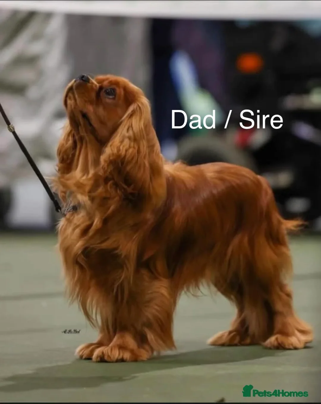 Cavalier King Charles Spaniel dogs for sale: CKCS Puppies Tested Bloodlines, KC Reg - Advert 6