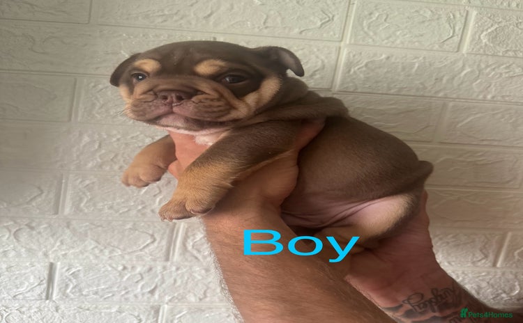 English Bulldog dogs for sale - Advert 1