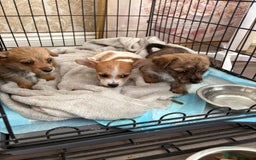 Jack Russell dogs for sale: Jack Russell puppies  - Image 3