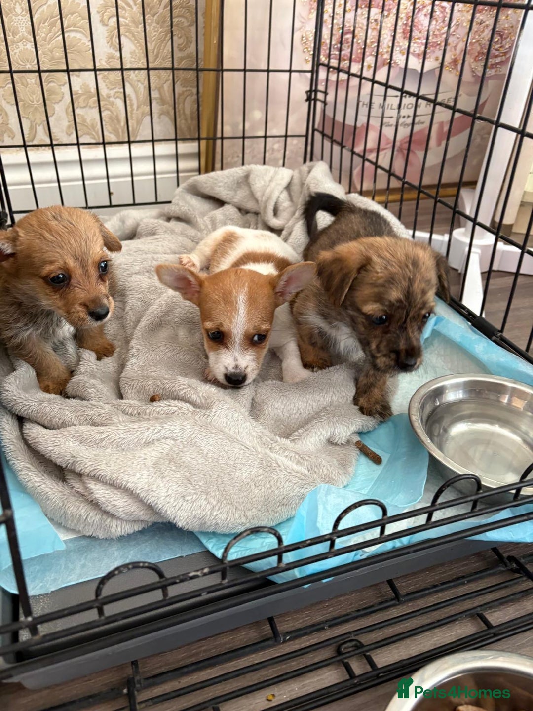 Jack Russell dogs for sale: Jack Russell puppies  - Image 3