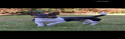 Jack Russell dogs for stud: Proven Jack Russell Dog at Stud - Advert 2