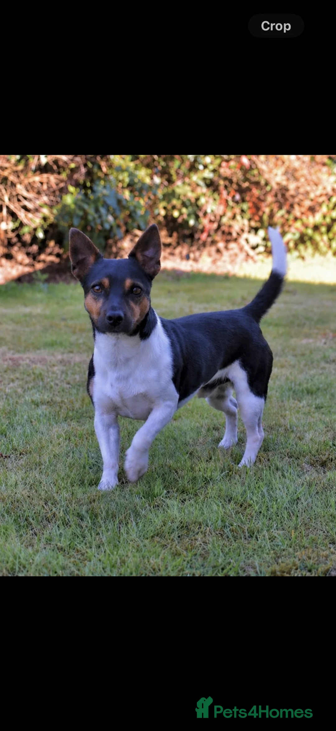 Jack Russell dogs for stud: Proven Jack Russell Dog at Stud - Advert 2