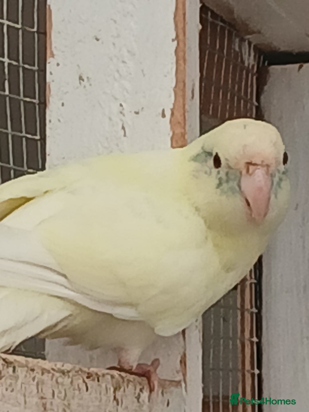 Parrots birds for sale: Kakariki - Image 2