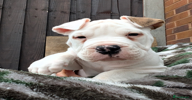 American Bulldog dogs - Advert 3