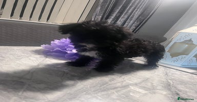 Yorkiepoo dogs Ready now last, loveing, beautiful boys Yorkipoo - Advert 5