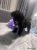 Yorkiepoo dogs Ready now last, loveing, beautiful boys Yorkipoo - Advert 5