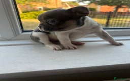 French Bulldog dogs for sale: French bulldogs - Image 4