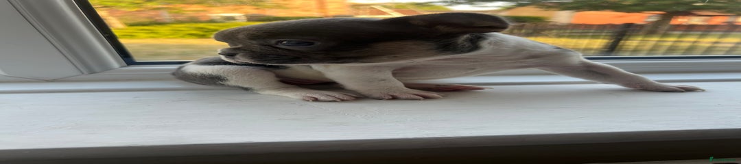 French Bulldog Puppy 2
