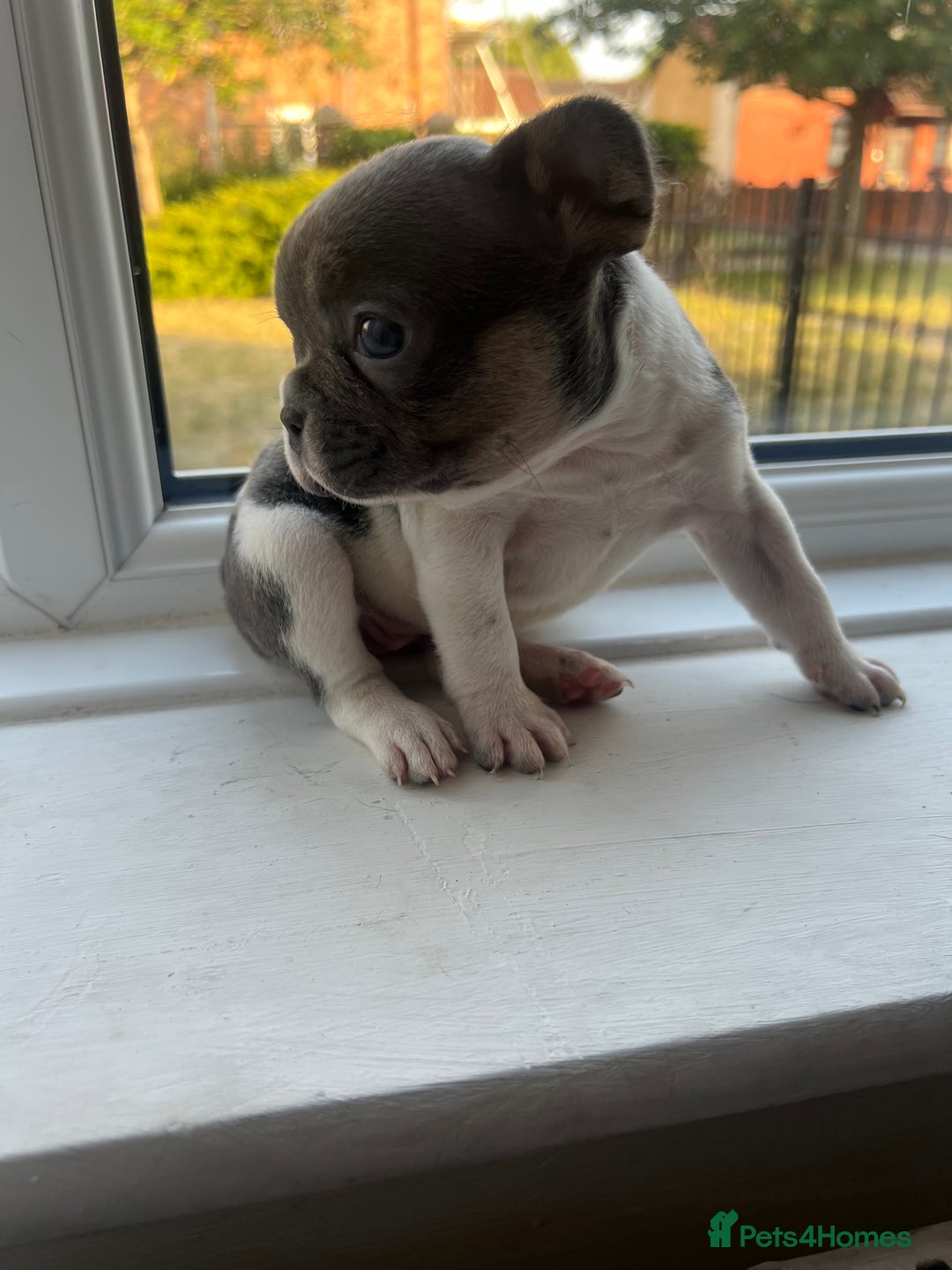 French Bulldog dogs for sale: French bulldogs - Image 4