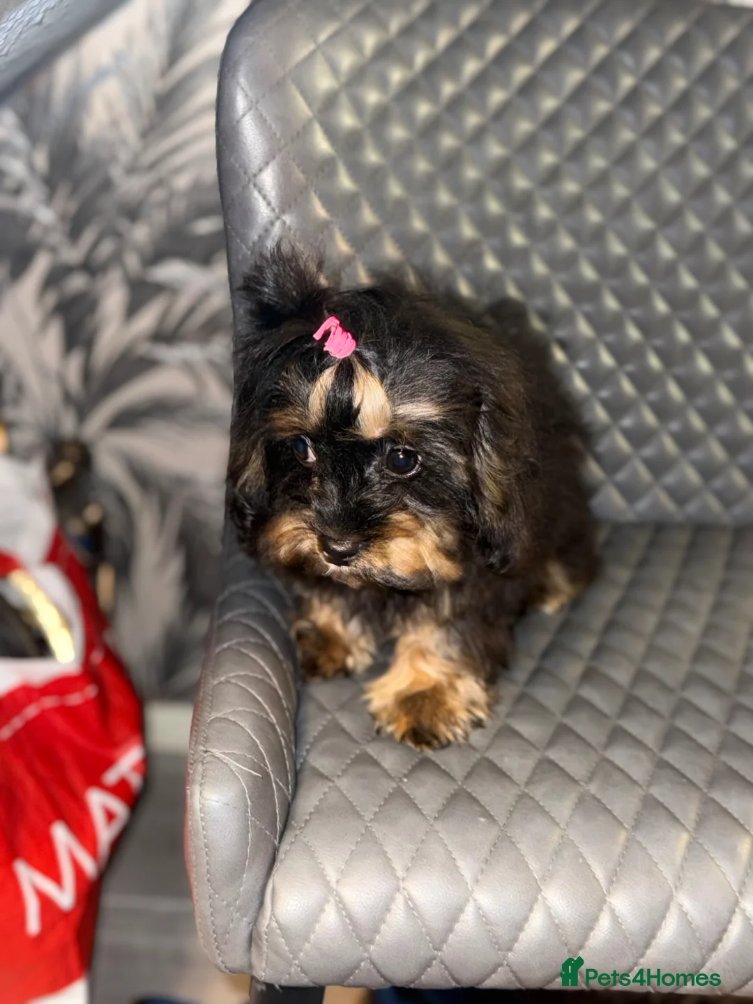 Cavapoo dogs for sale: Cavapoo - Advert 11