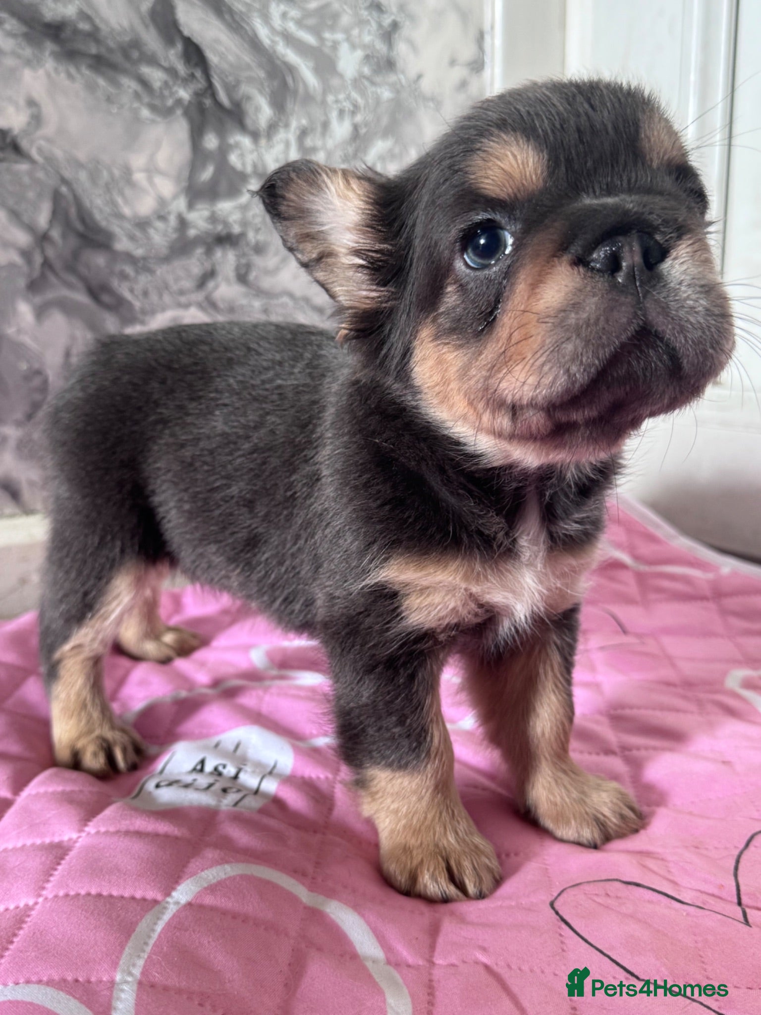 French Bulldog dogs Adorable fluffy frenchies - Advert 18