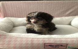 Miniature Poodle dogs for sale: ❤️🐶beautiful Merle miniature poodles girls🐶❤️ - Image 1