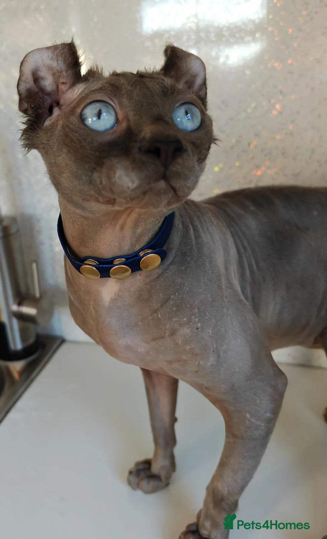 Sphynx cats for sale: Sphynx Elf kittens - Advert 28