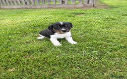 Jack Russell dogs for sale: Jack Russell pups - Image 9