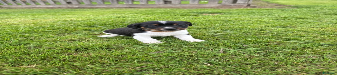 Jack Russell Puppy 2