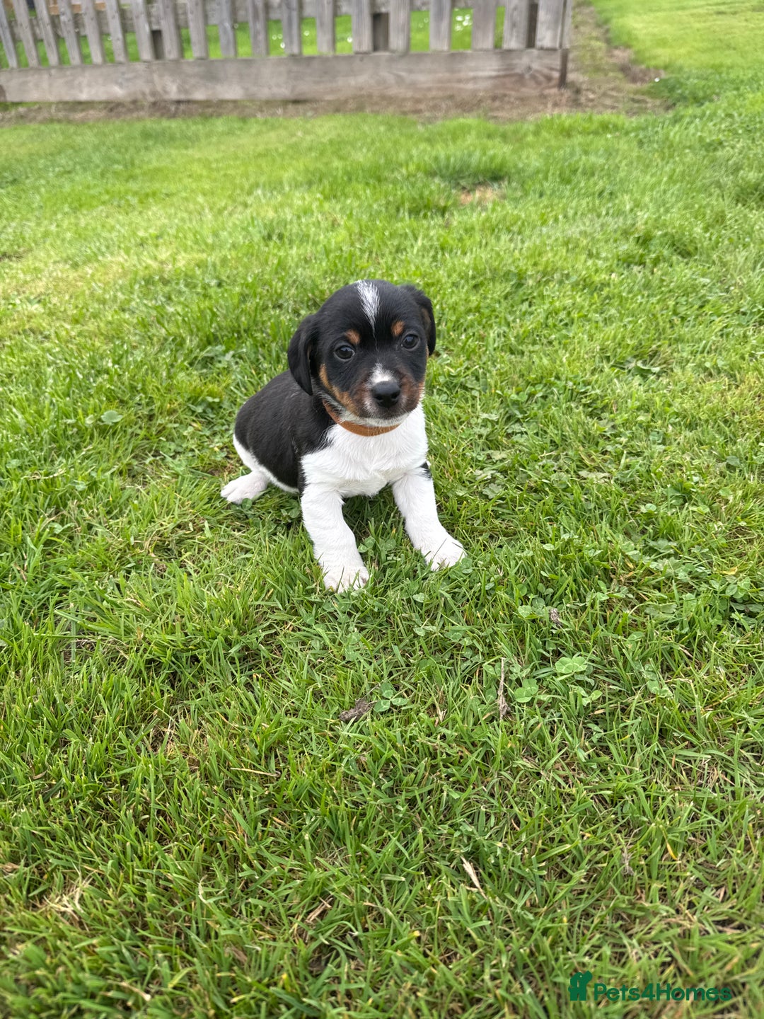 Jack Russell dogs for sale: Jack Russell pups - Image 9