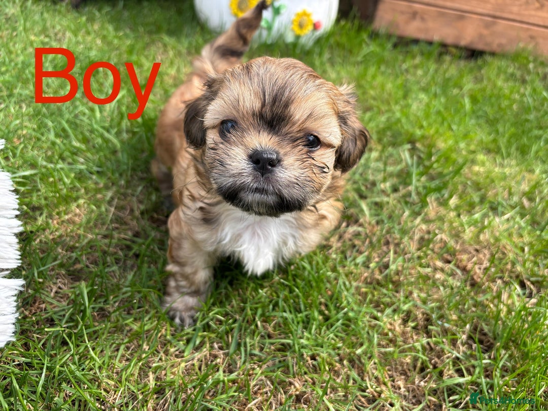 Shih Tzu dogs for sale: Adorable Shih tzu puppies for sale - Image 2