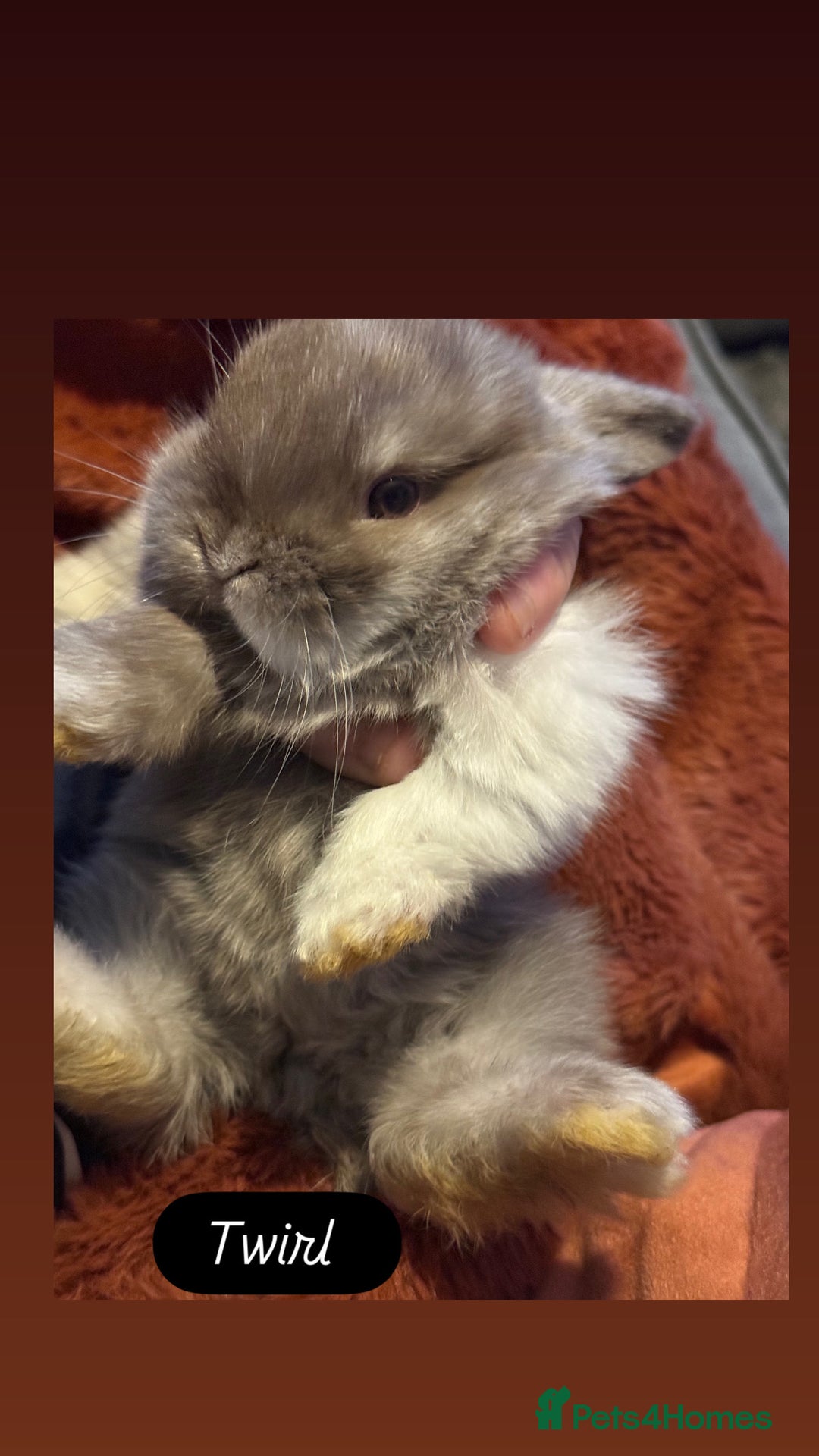 Mini Lop rabbits for sale: Gorgeous Mini Lops  - Advert 22