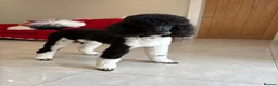 Bernedoodle dogs for sale: Stunning bernedoodle puppies  - Advert 11