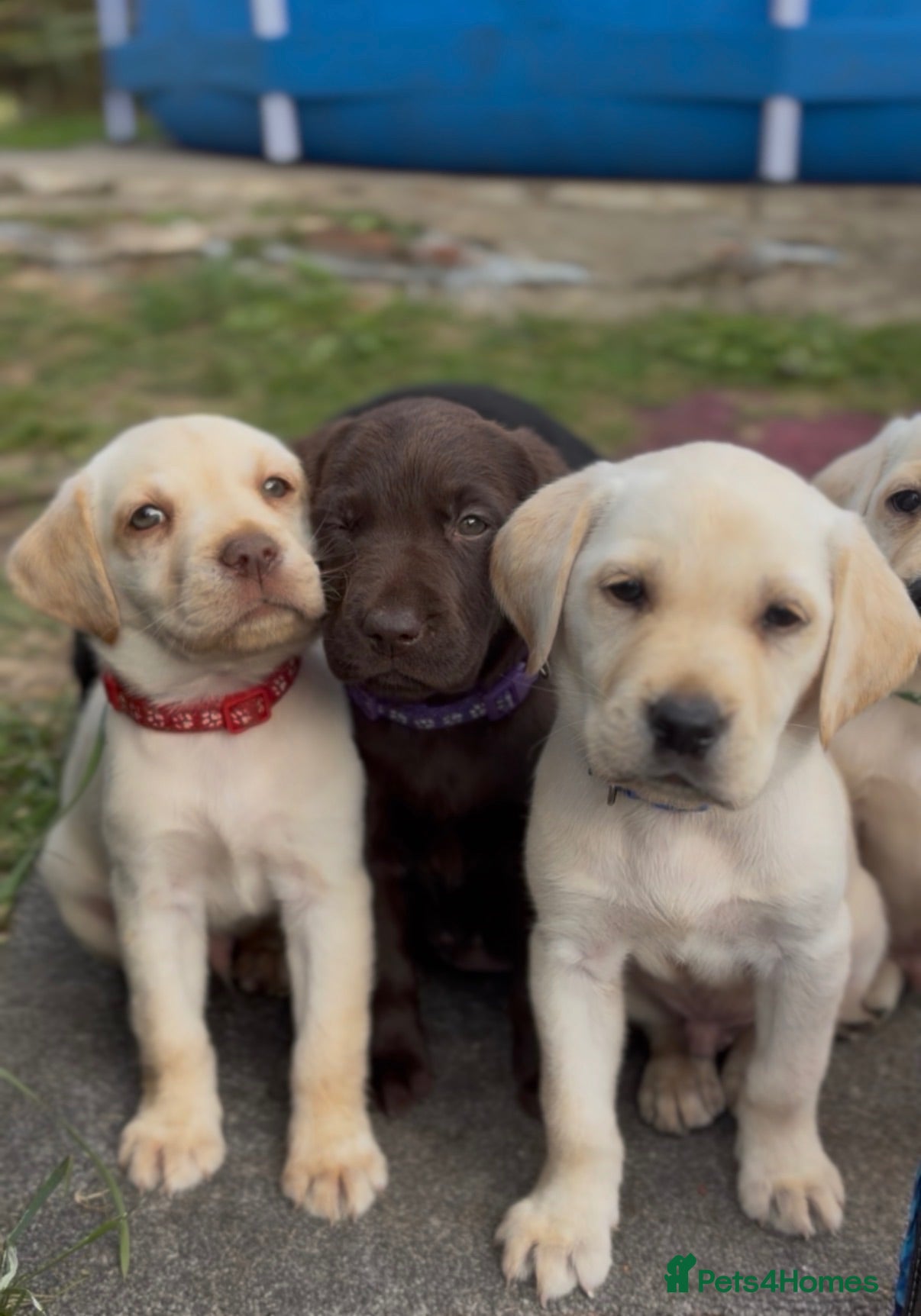 Labrador Retriever dogs ✨beautiful chunky pedigree Labradors✨ - Advert 13