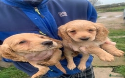 Sprocker dogs for sale: Stunning Sprocker pups - Image 4