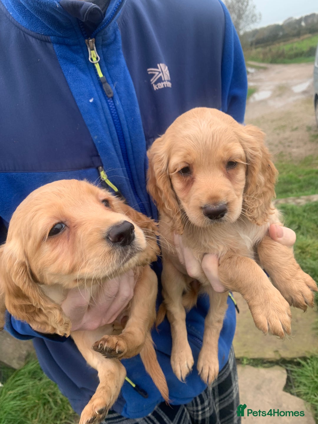 Sprocker dogs for sale: Stunning Sprocker pups - Image 4
