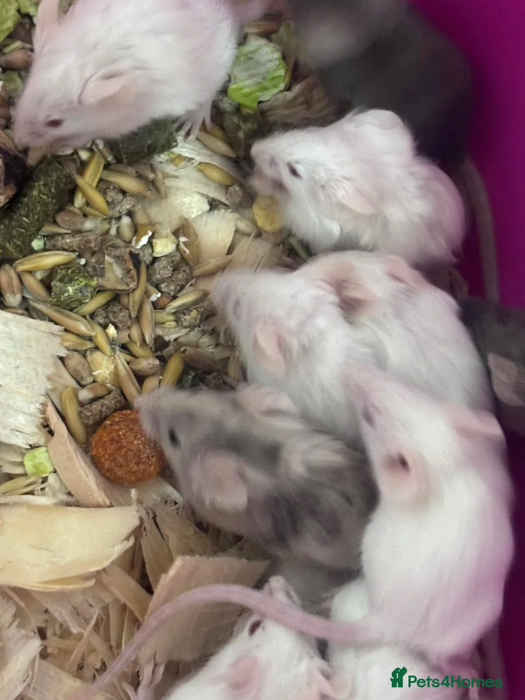 Mouse rodents for sale: Baby mice available - Advert 2