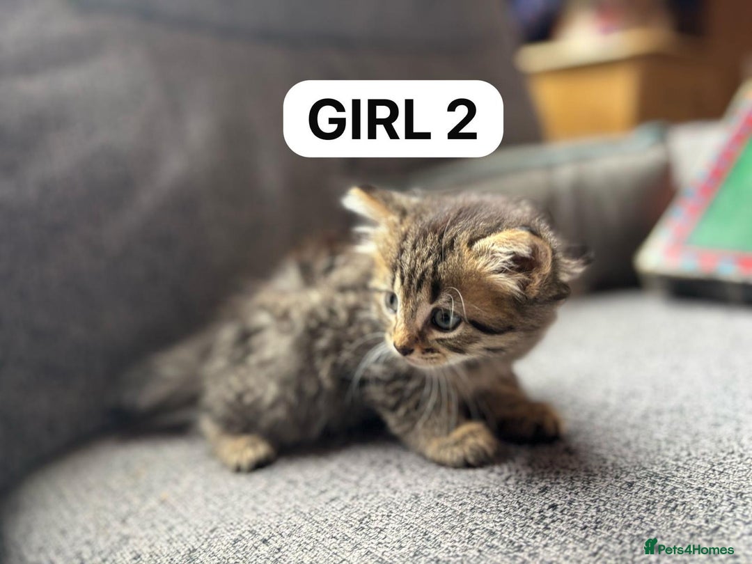 British Shorthair cats for sale: Friendly and beautiful kittens - ready now  - Image 11