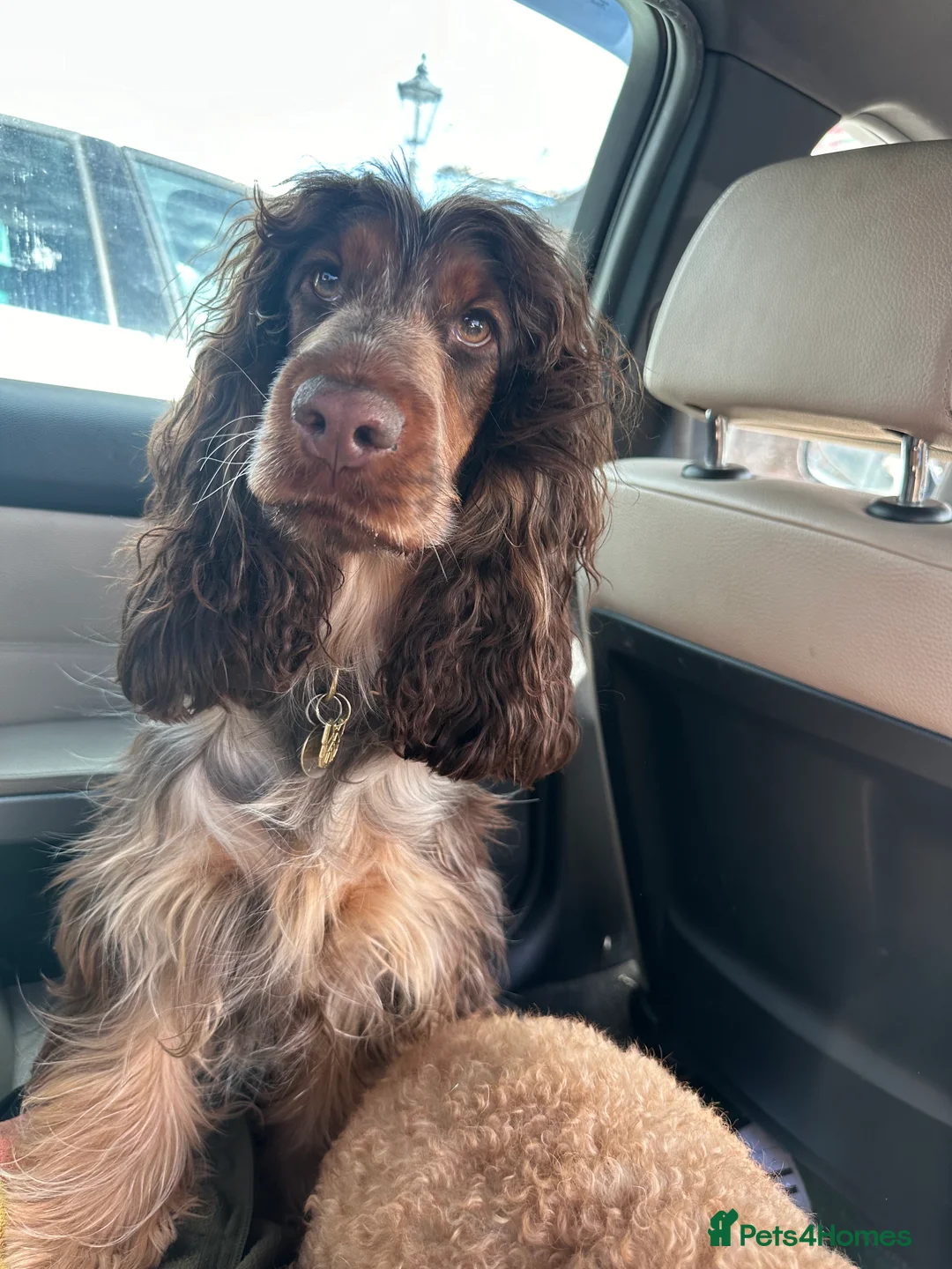 Cocker Spaniel dogs for sale: Beautiful Black & Tan girl  - Advert 2