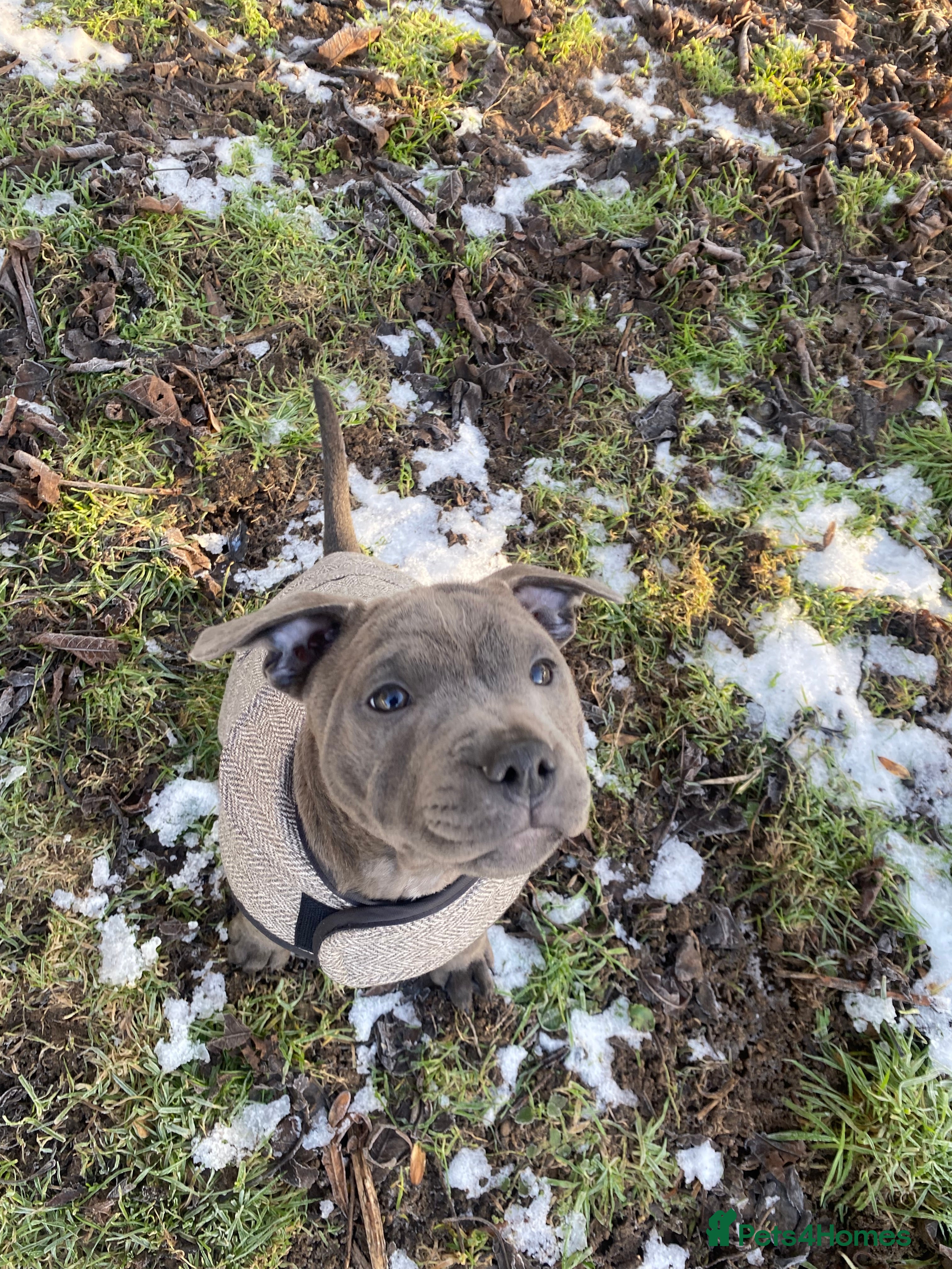 Staffordshire Bull Terrier dogs 🏆 CHAMPION PUPS READY TO LEAVE 🏆 - Advert 1