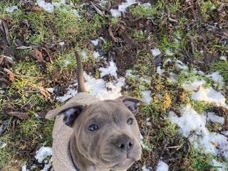 Staffordshire Bull Terrier dogs 🏆 CHAMPION PUPS READY TO LEAVE 🏆 - Advert 5