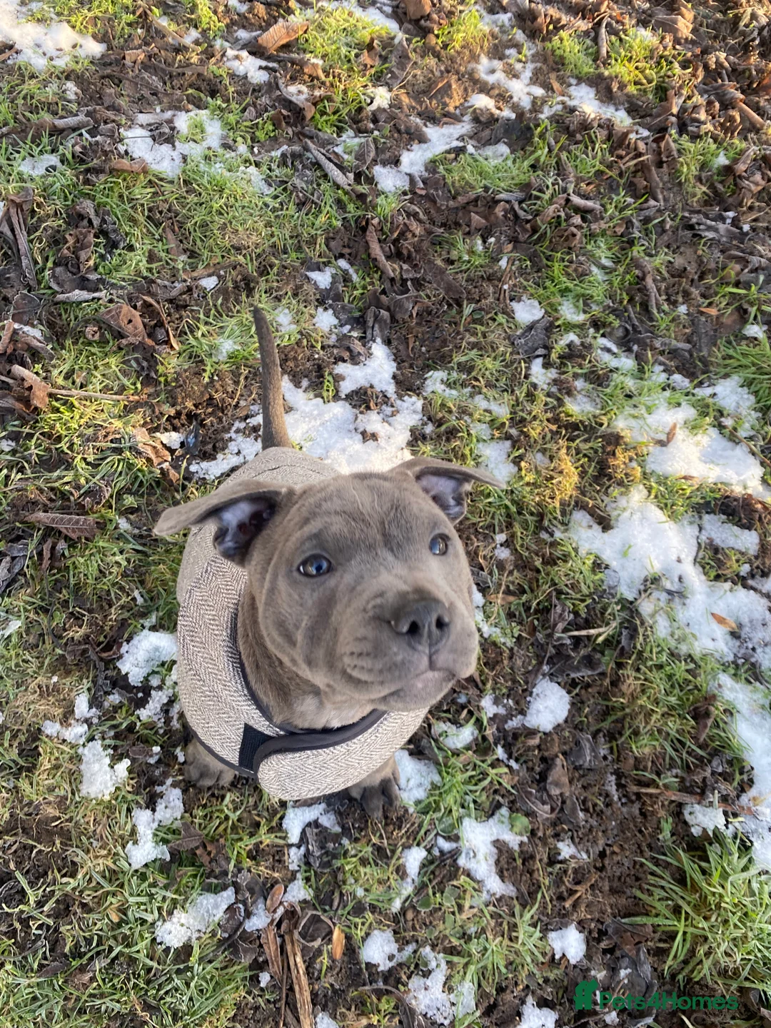 Staffordshire Bull Terrier dogs for sale: 🏆 CHAMPION BLUE BITCH READY TO LEAVE 🏆 - Advert 16