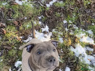 Staffordshire Bull Terrier dogs 🏆 CHAMPION PUPS READY TO LEAVE 🏆 - Advert 17