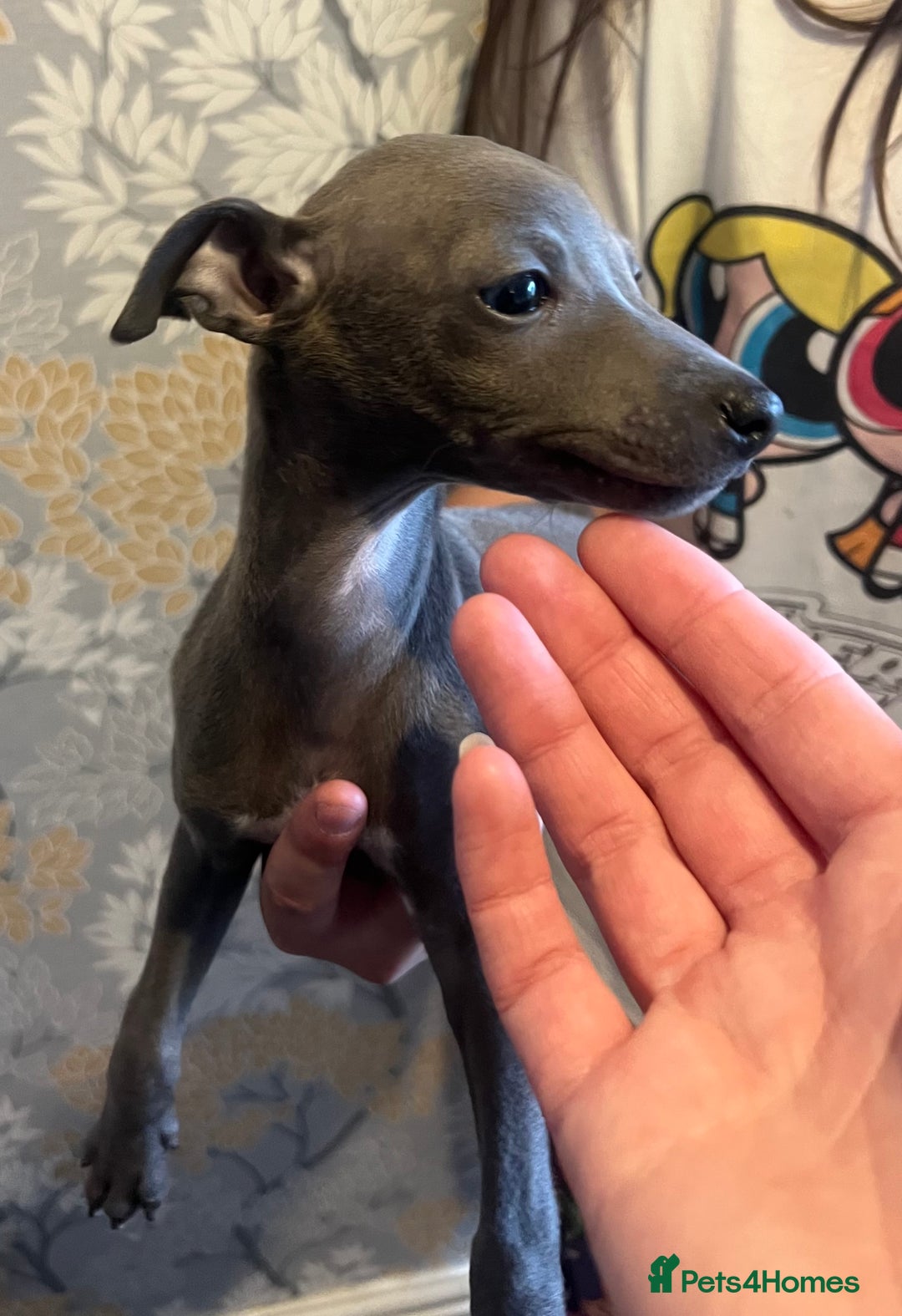 Gap Melbourne Purchases Greyhound Adoption 2025